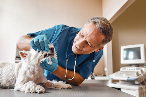 Best Emergency Wisdom Teeth Removal in Carbondale, KS